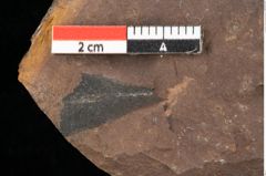 Foto (Detailansicht) von Sclerotium sapotacitidis Ettingshausen (NHMW-GEO-2024-0188-0091)